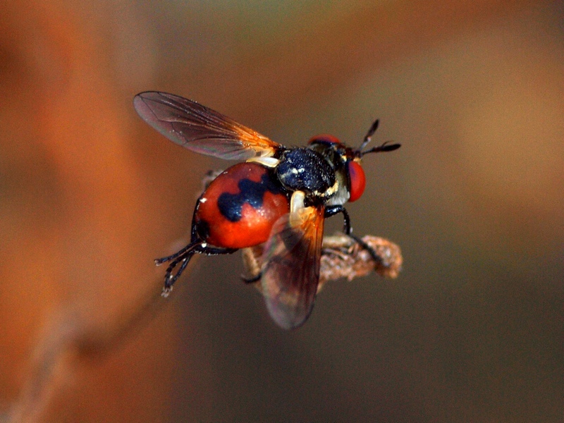 Tachinidae